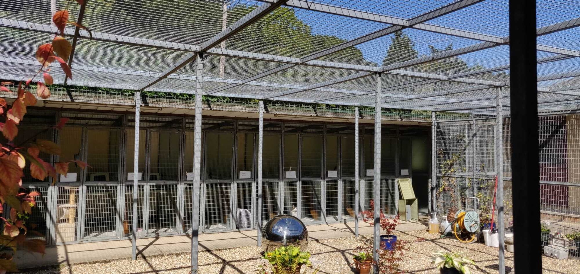 The courtyard of the cattery with a view of the pens, surrounding trees, and blue sky