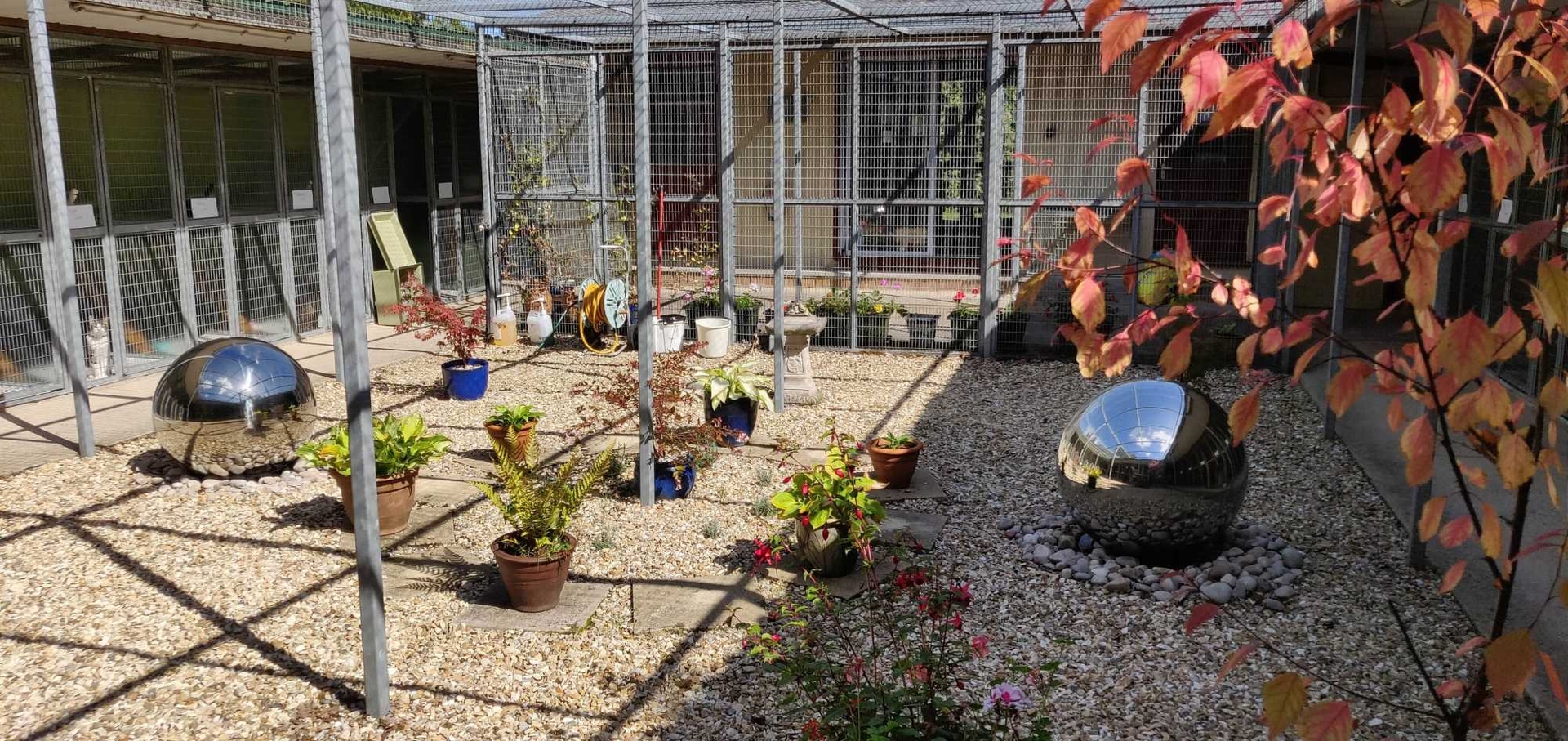 The courtyard of the cattery with a view of the pens and plants